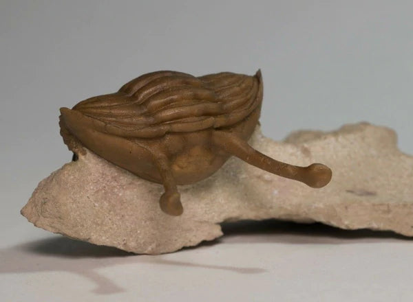 Trilobites, Putting Prehistoric Bugs on Display