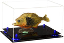 Clear acrylic display case for sale on Better Display Cases