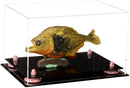 Clear acrylic display case for sale on Better Display Cases