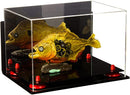 Versatile acrylic display case for sale on Better Display Cases