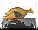 display case for collectibles on Better Display Cases