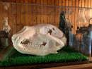 Bear Skull - Customer Image