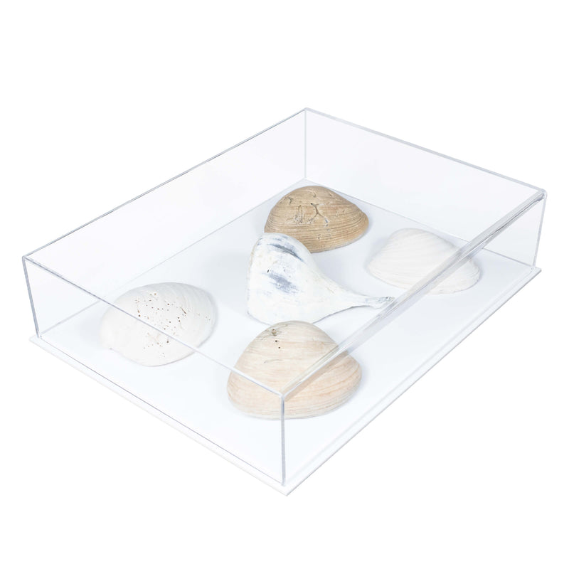 ocean or sea shells display case