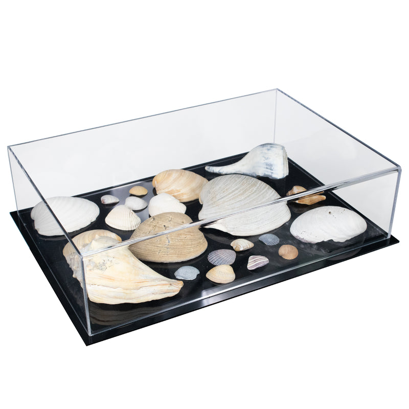 Seashells display case with Black Base