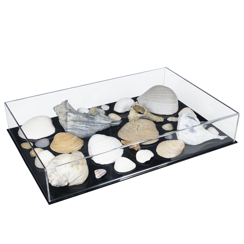 large seashells case with black base