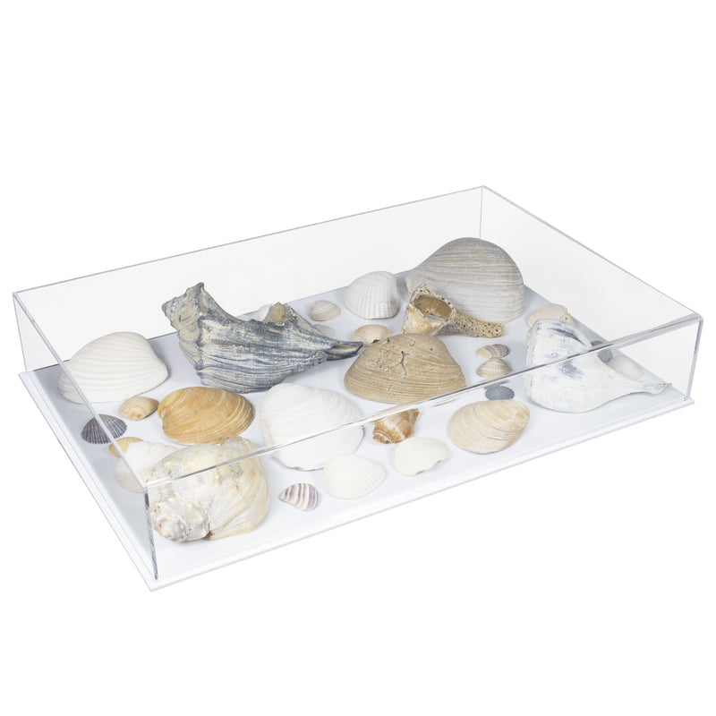 large seashells case with white base