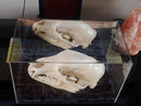 bear skull display at medium display case with mirror and risers