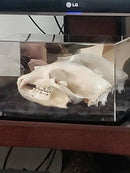 bear skull display at medium display case with mirror and risers