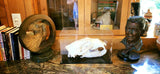 Bear Skull display image by Ward Lewis