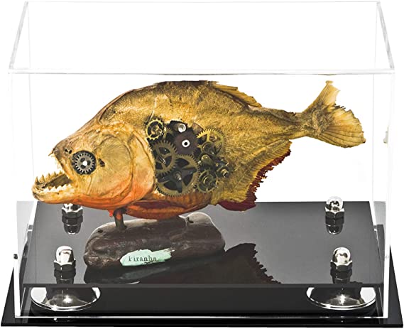 Versatile Acrylic Display Case 9.5 x 6 x 6.5 - Clear (A005/V43)